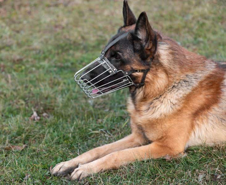 Conoces la Importancia de un Seguro para Mascotas 10