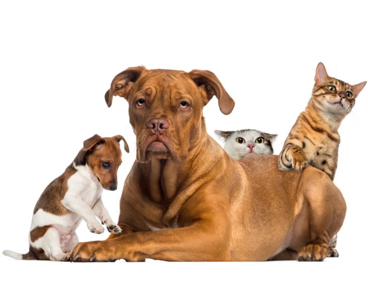 Conoces la Importancia de un Seguro para Mascotas 9