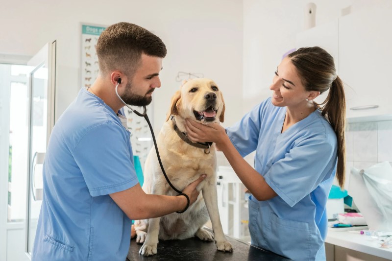 5 razones para asegurar a tu perro o gato en Colombia-Gip Seguros