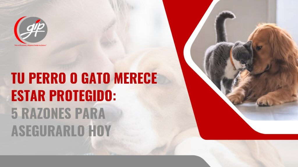 5 razones para asegurar a tu perro o gato en Colombia-Gip Seguros