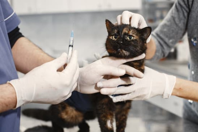 5 razones para asegurar a tu perro o gato en Colombia-Gip Seguros