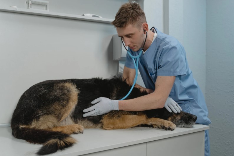 5 razones para asegurar a tu perro o gato en Colombia-Gip Seguros