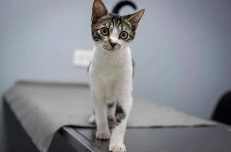 5 razones para asegurar a tu perro o gato en Colombia-Gip Seguros