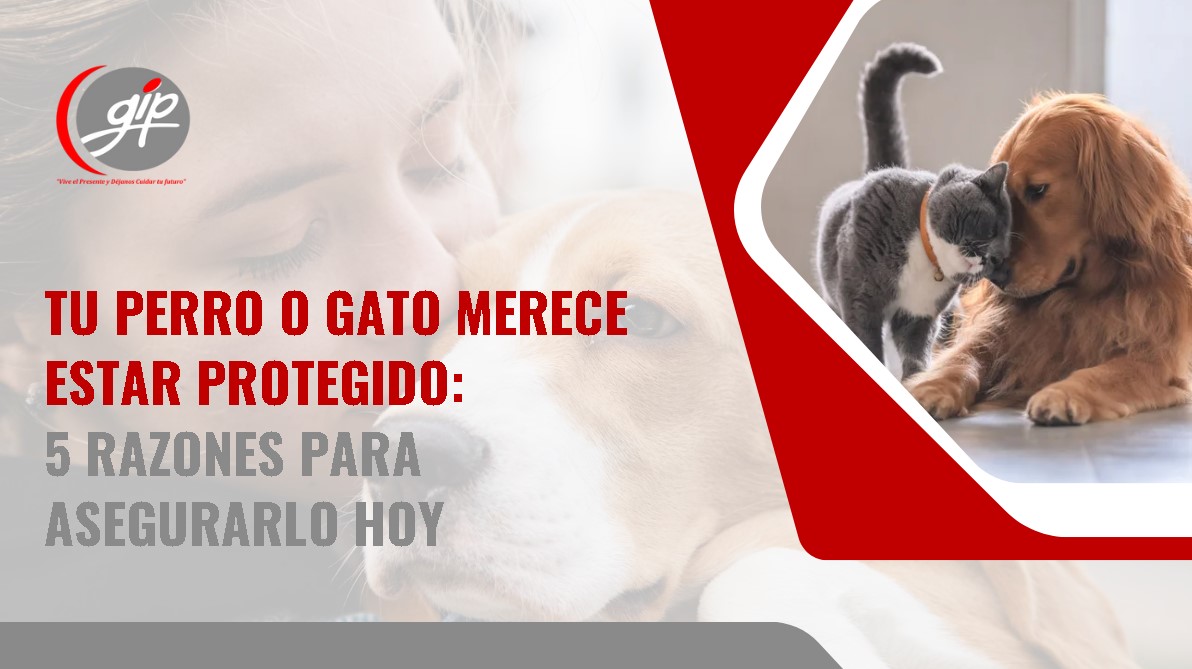 5 razones para asegurar a tu perro o gato en Colombia-Gip Seguros