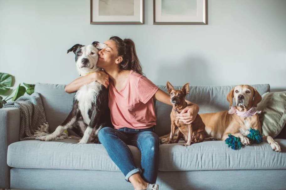 Perros con el mejor seguro para mascotas en Colombia - GIP seguros